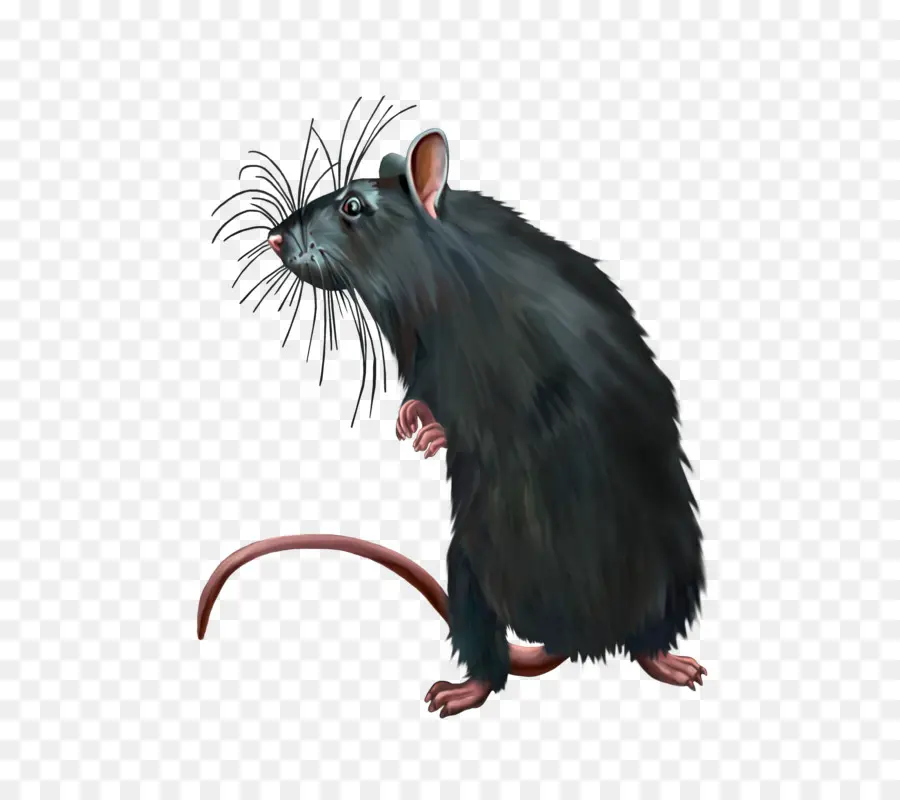 Rato Preto，Roedor PNG