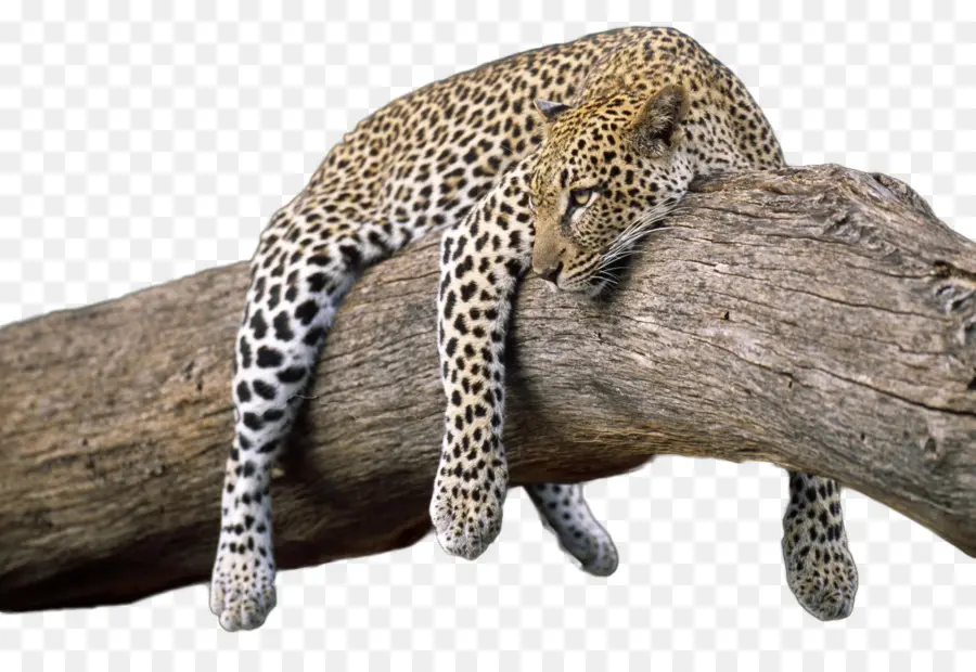 Leopardo，Árvore PNG