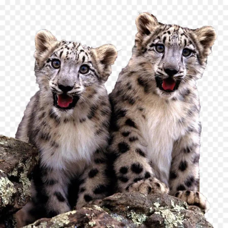 O Snow Leopard，Gato PNG
