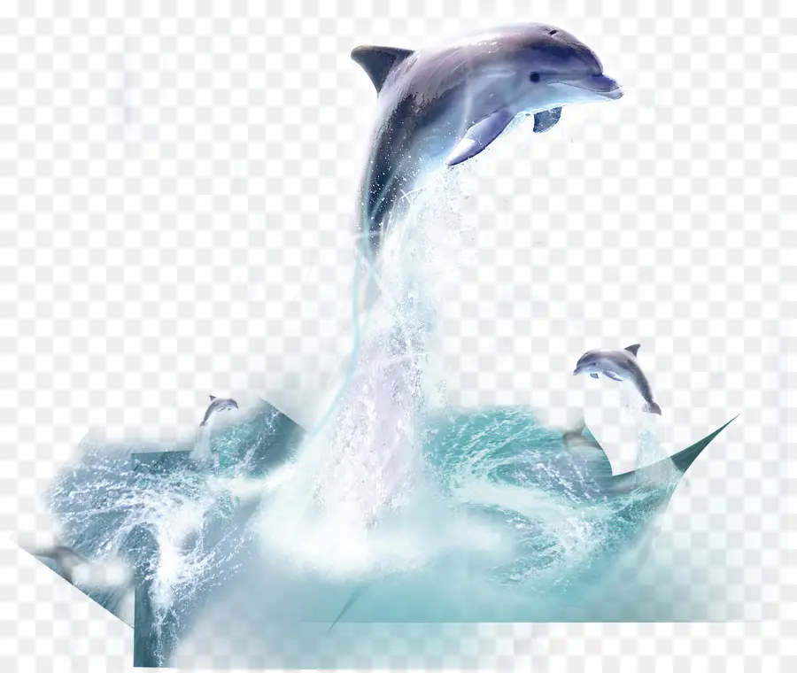 Dolphin，Baleia PNG