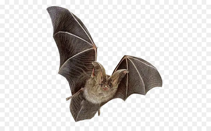 Bat，Mamífero PNG