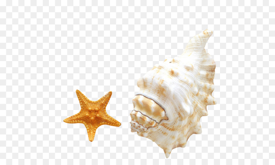 Concha E Estrela Do Mar，Concha PNG