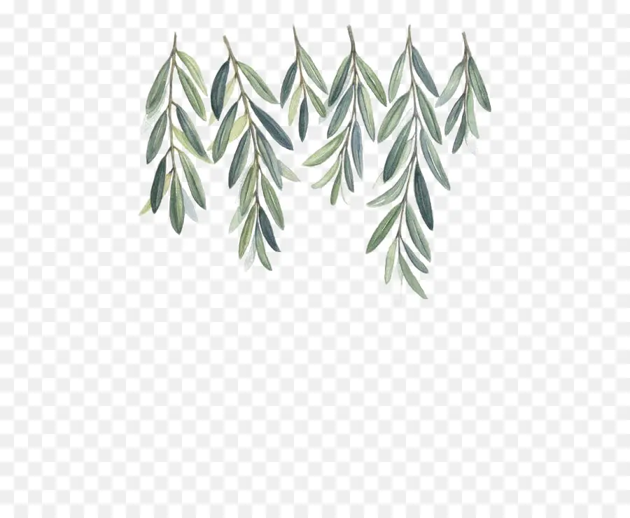 Olive Branch，Pintura PNG