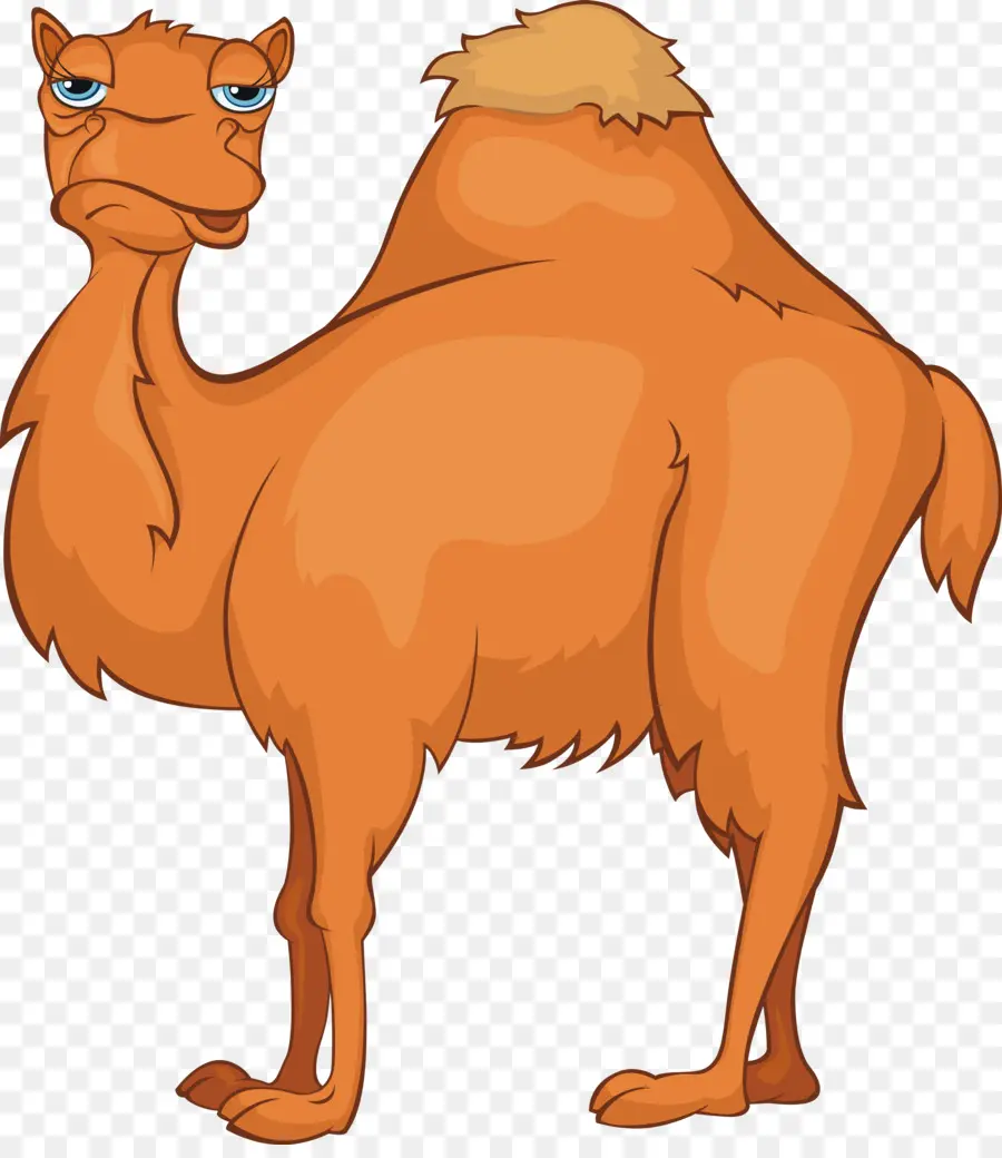 Camelo，Cartoon PNG