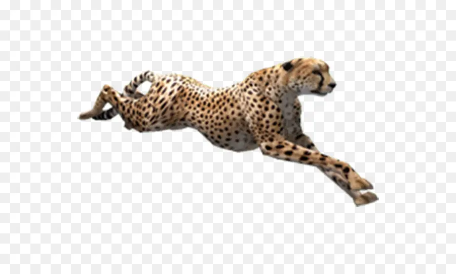 Cheetah，Zoo Tycoon 2 PNG