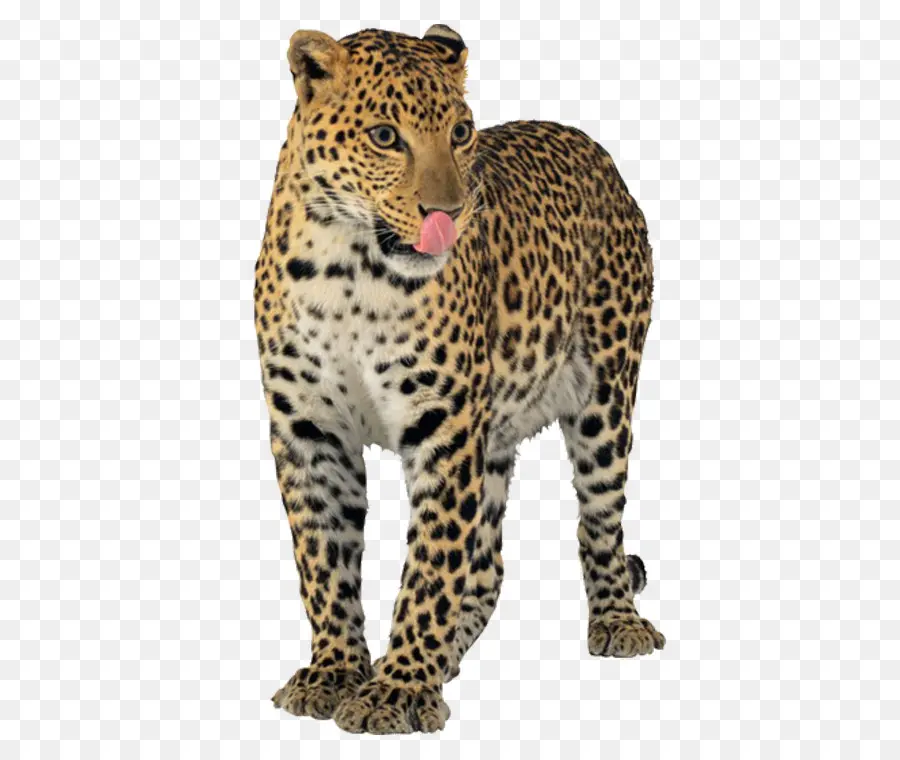 Leopard，Jaguar PNG