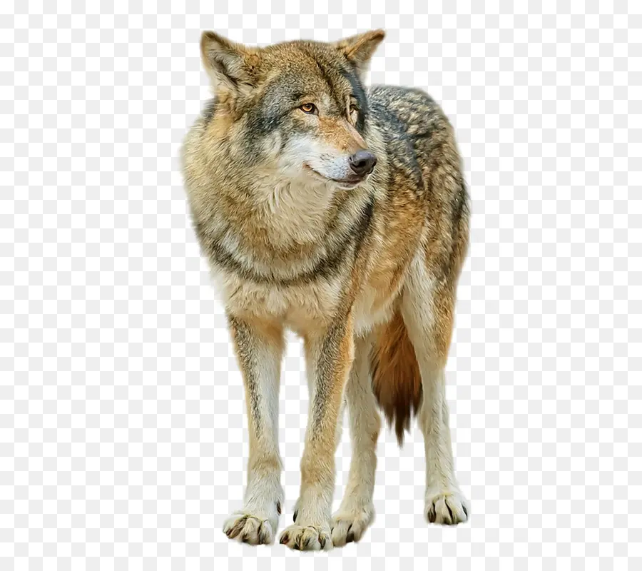 Saarloos Wolfdog，Lobo Cinzento PNG
