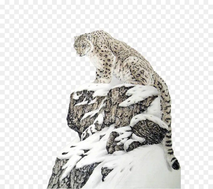 O Snow Leopard，Tigre PNG