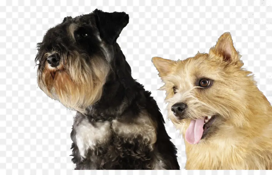 Schnauzer Miniatura，Norwich Terrier PNG