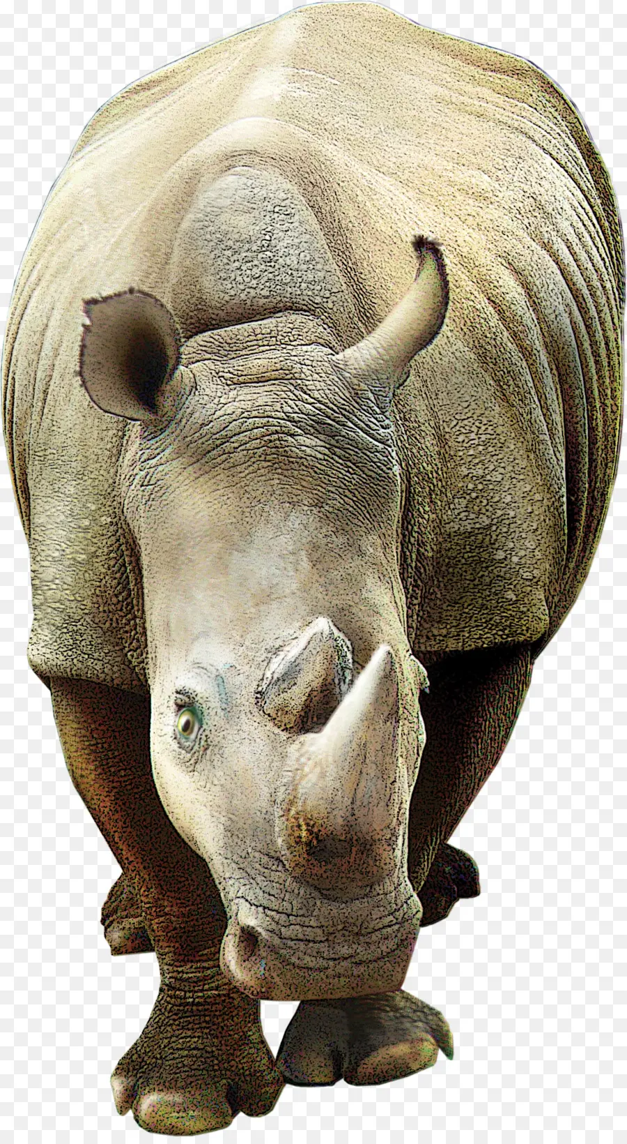 Rinoceronte，Rhinoceros 3d PNG