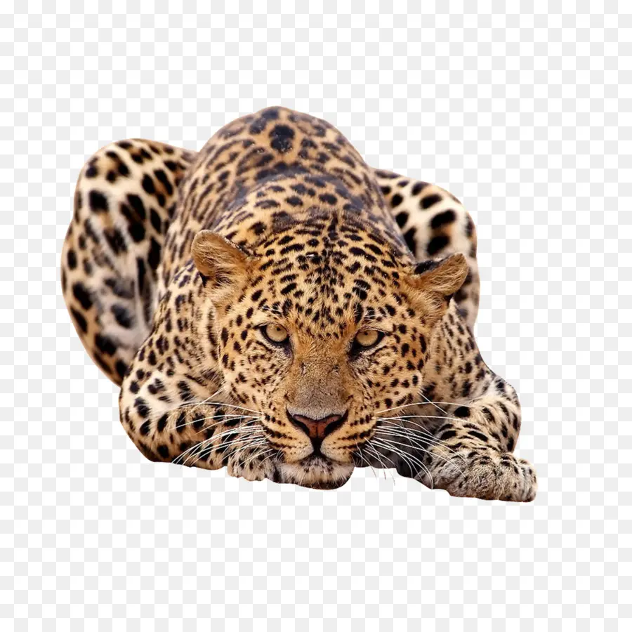 O Leopardo De Amur，Africano Leopardo PNG