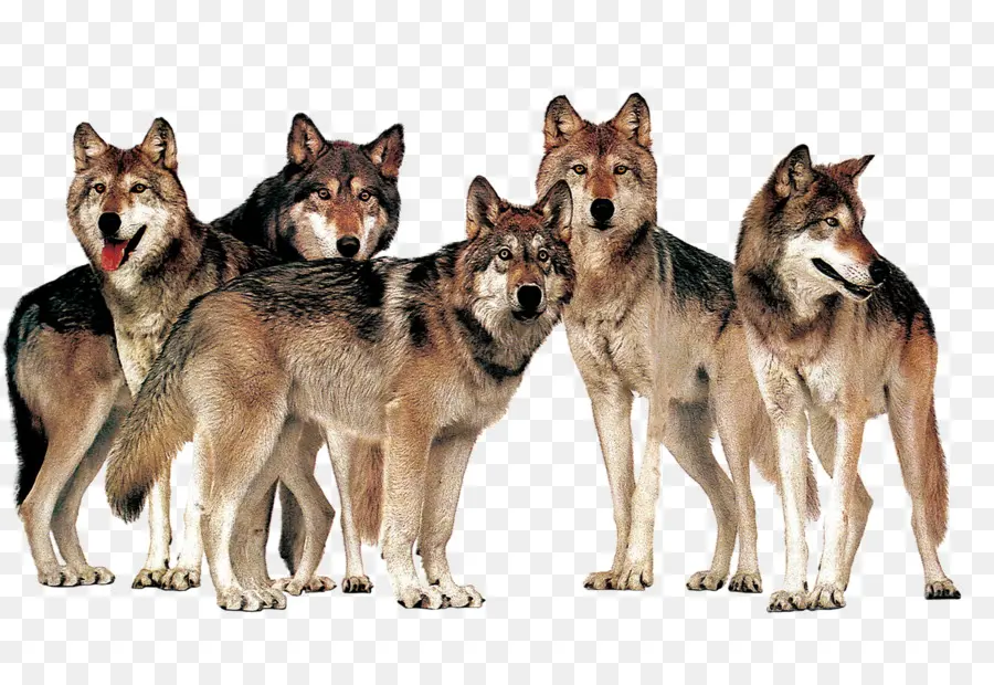 Lobos，Pacote PNG