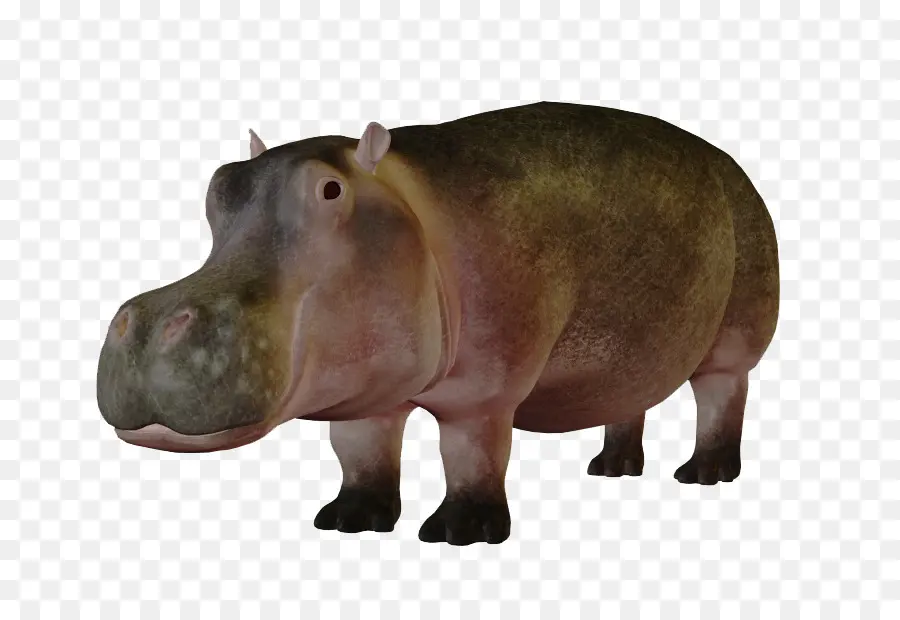 Hipopótamo Pigmeu，Hipopótamo PNG