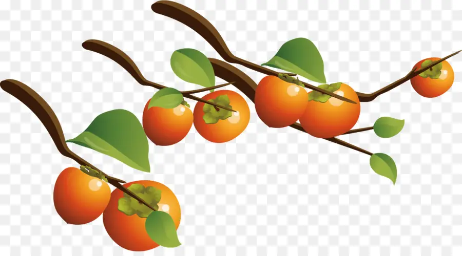 Persimmon Japonês，Frutas PNG