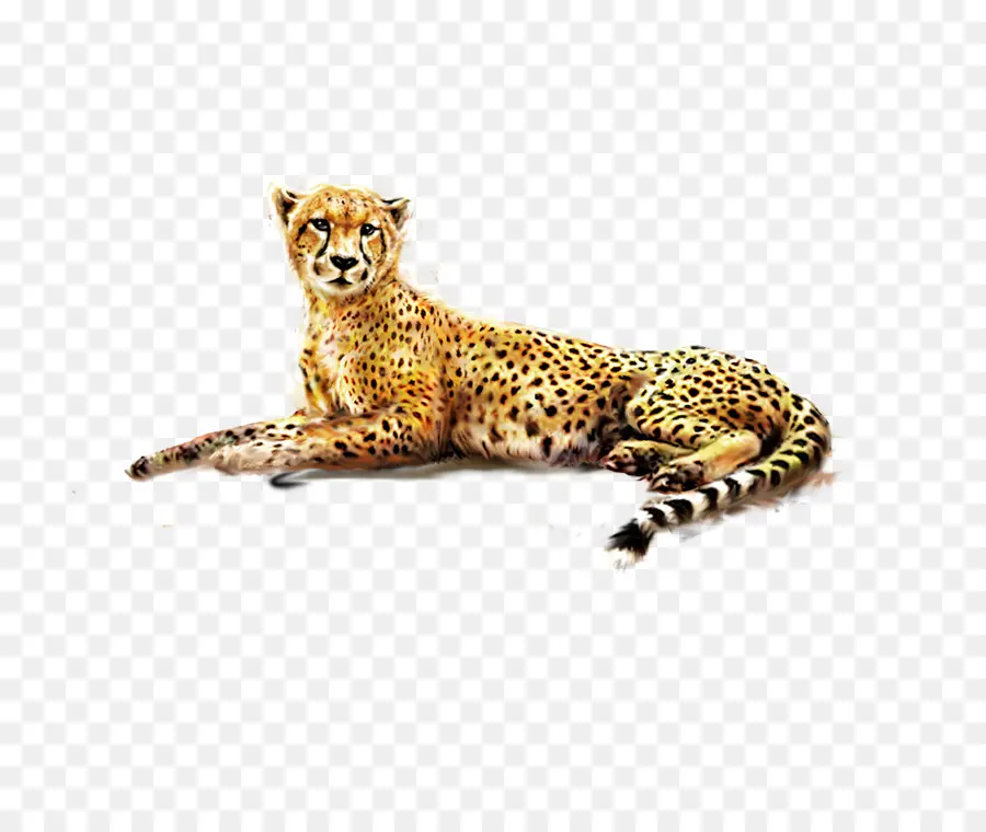 Cheetah，Felinae PNG