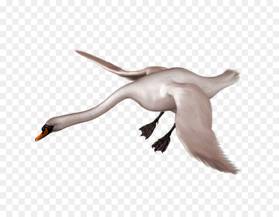 Cisne Bravo，Aves PNG