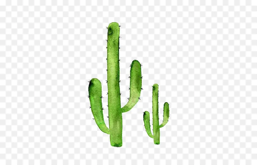 Adesivo，Cactaceae PNG