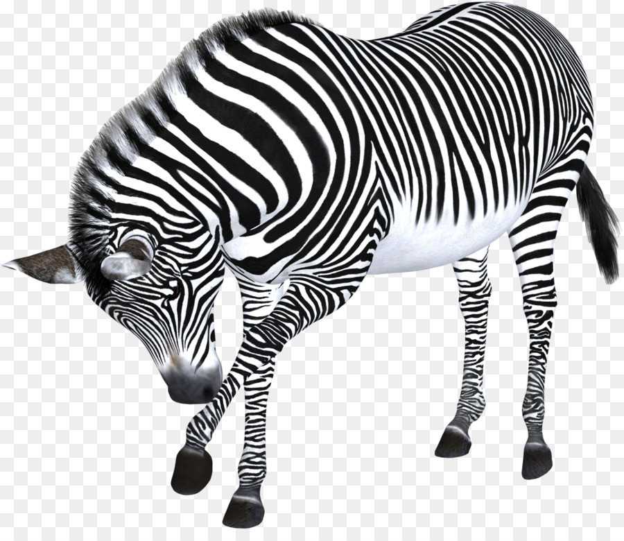 Zebra，Animais Selvagens PNG