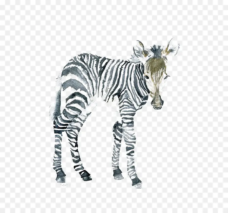 Arte Da Pintura，Zebra PNG