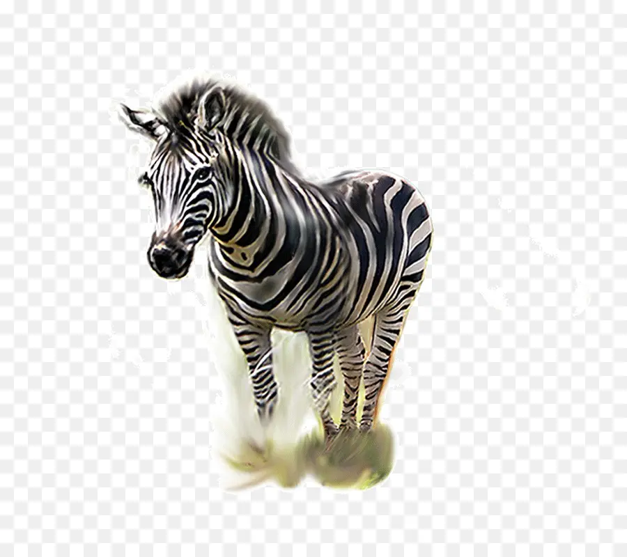 Zebra，Encapsulated Postscript PNG