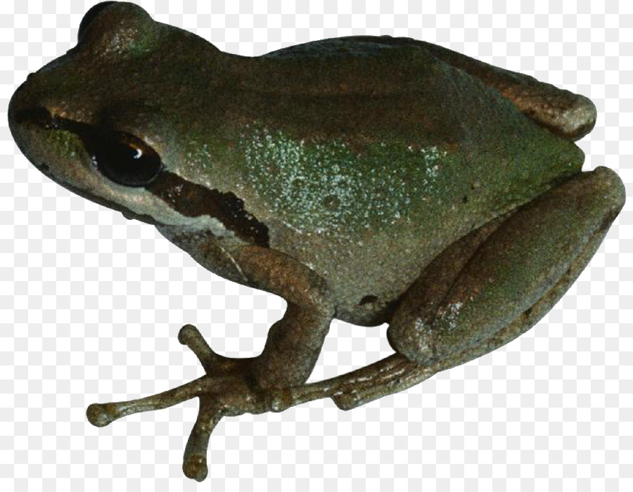 Sapo Verde，Anfíbio PNG