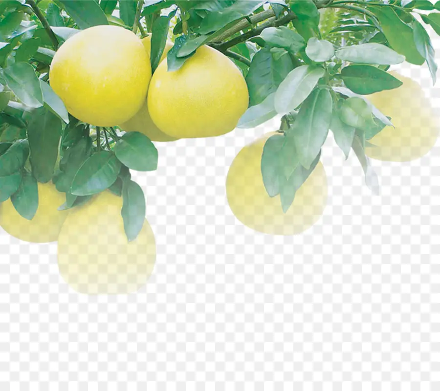Limão，Pomelo PNG