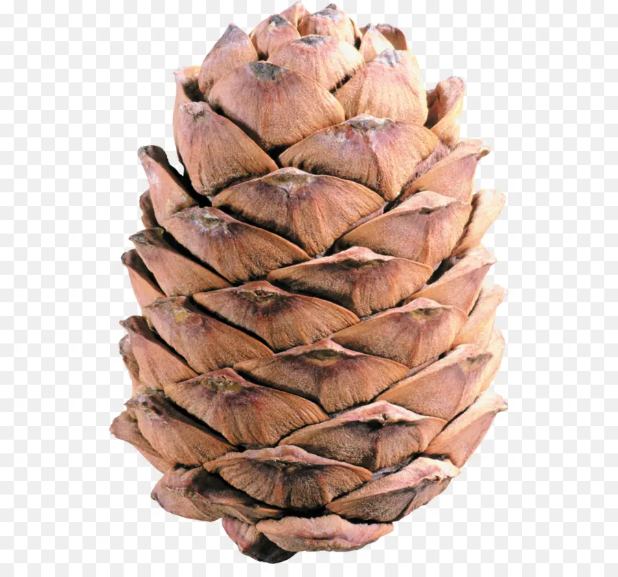 Coníferas Cone，Pine PNG