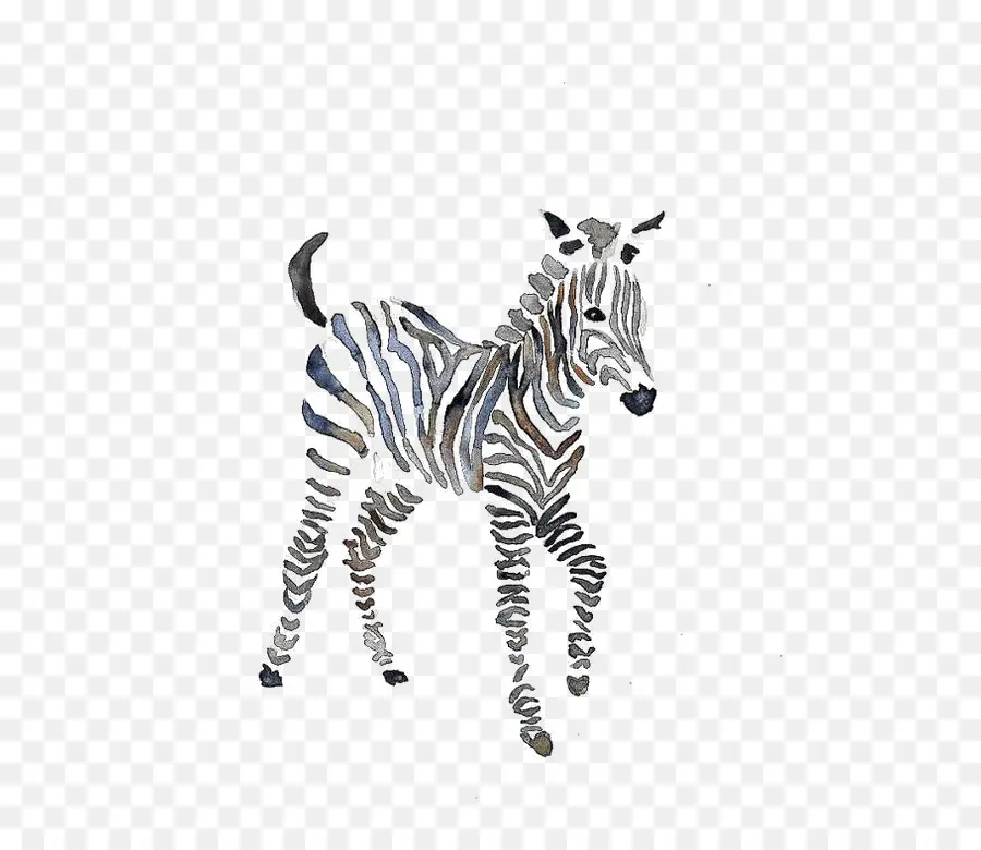 Quagga，Zebra PNG
