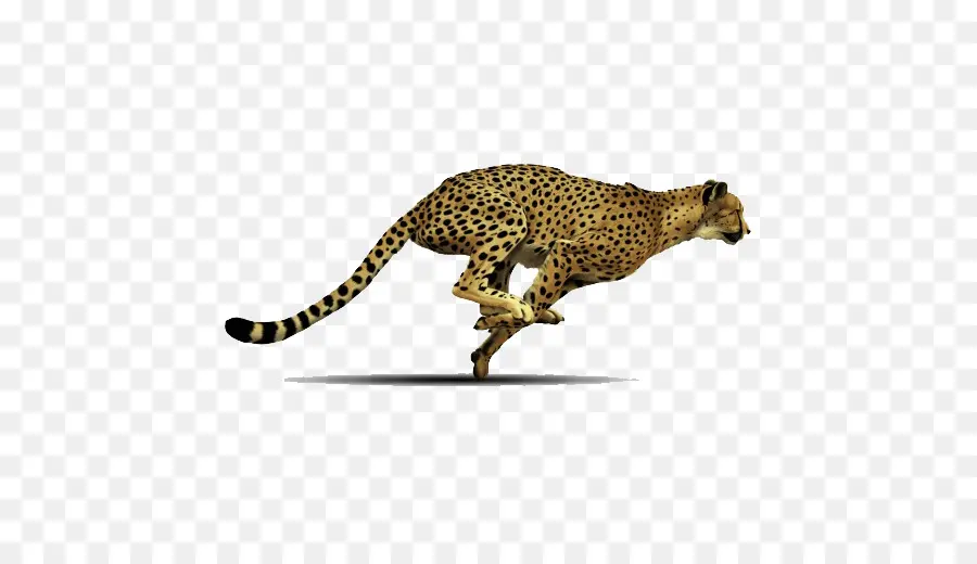 Cheetah，Resolução De Vídeo PNG