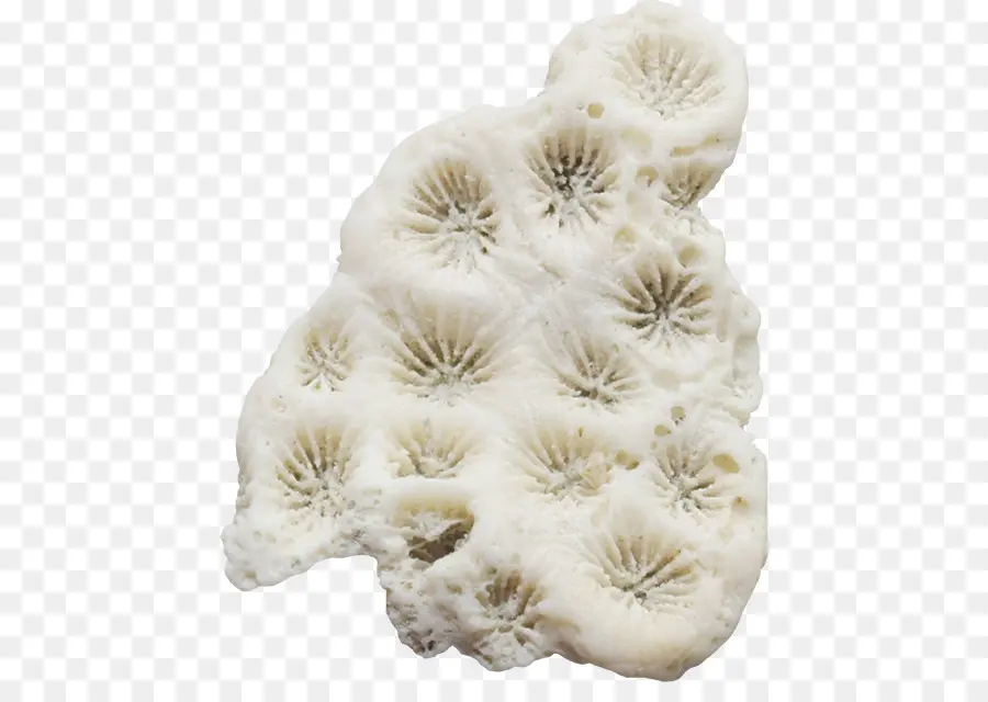 Coral，Branco PNG