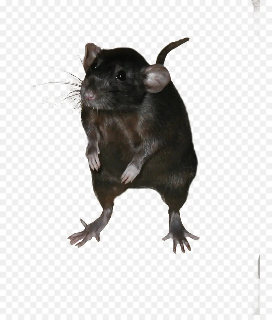 Mouse，Gerbil PNG