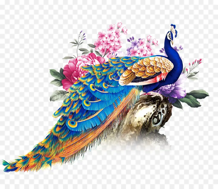Peafowl，Papel PNG