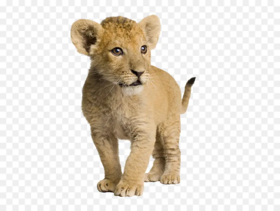 Leão，Infantil PNG