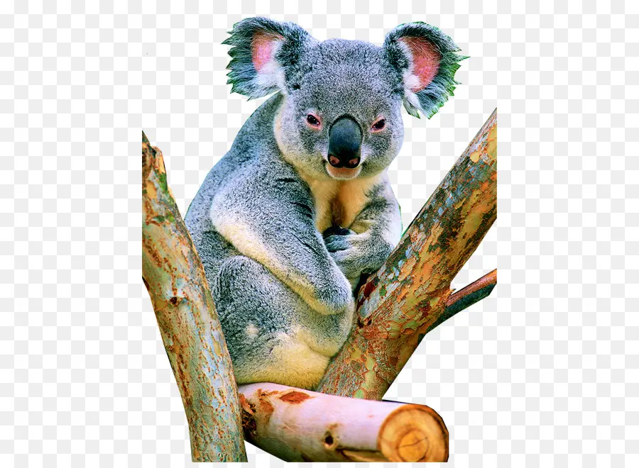 Koala，Herbívoro PNG