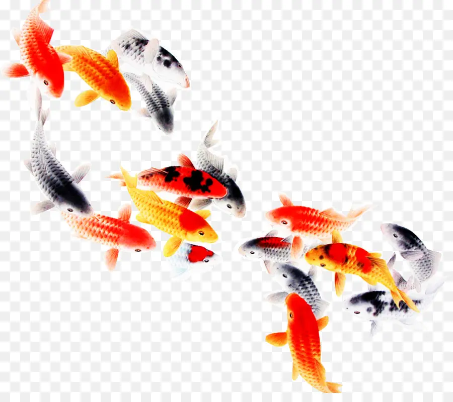 Koi，Peixe PNG