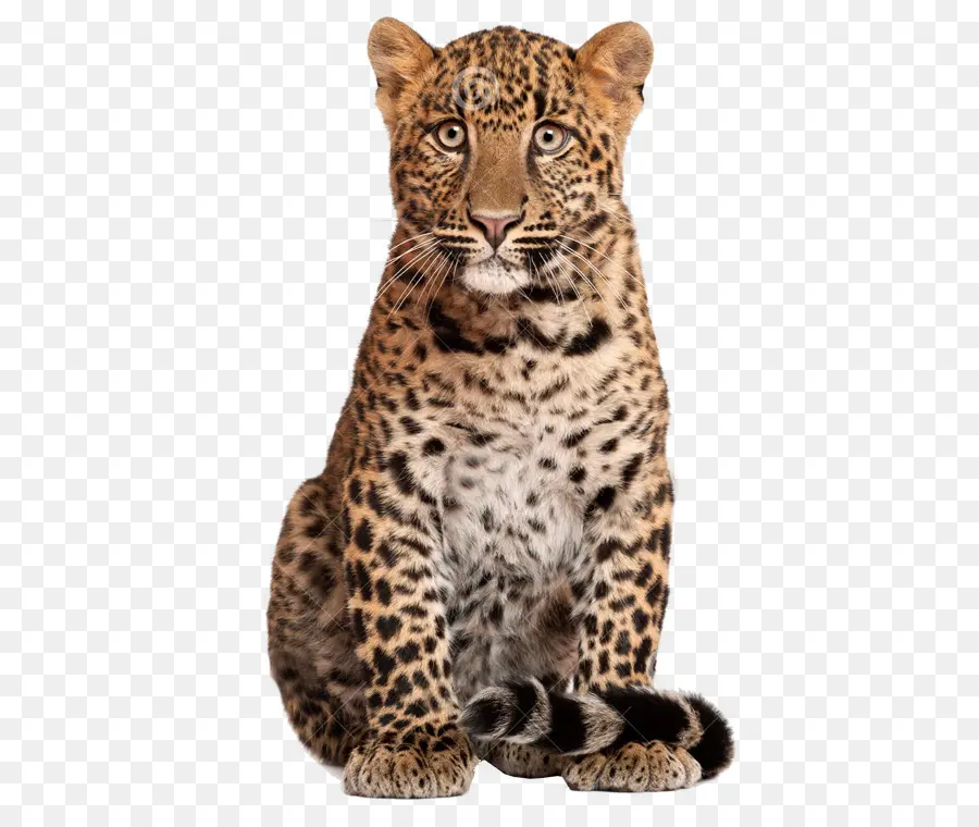 Leopardo，Pontos PNG