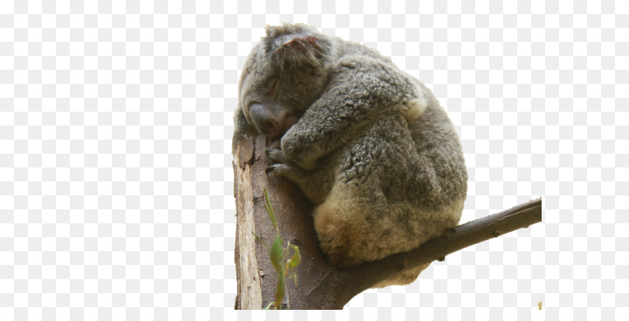 Koala，Urso PNG