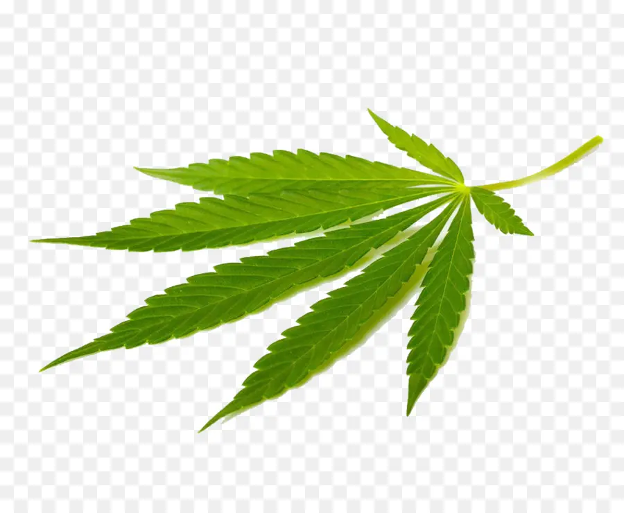A Cannabis Sativa，Maconha PNG