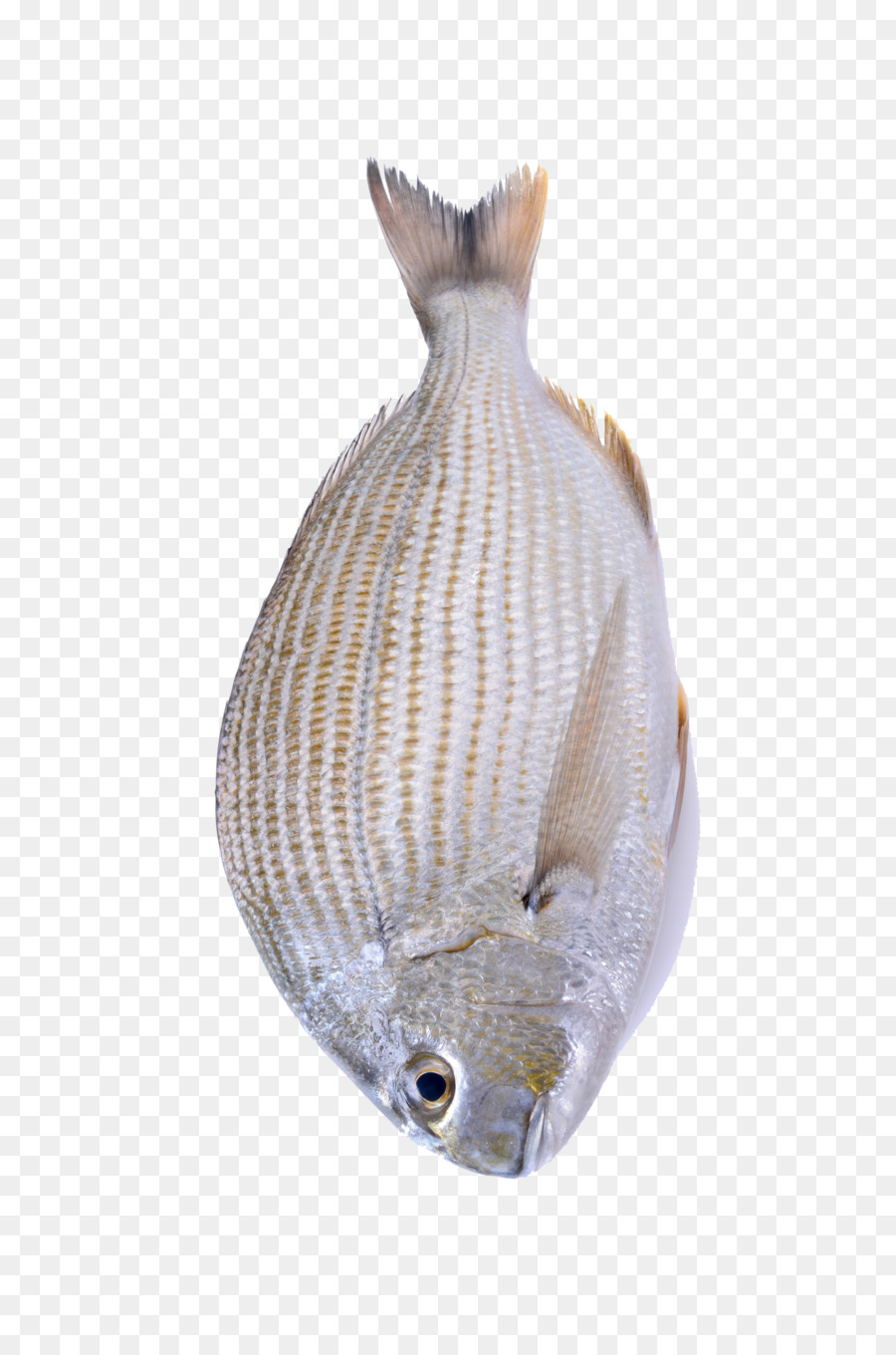 Frutos Do Mar，Peixes Como Alimento PNG