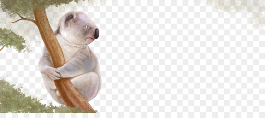 Koala，árvore PNG