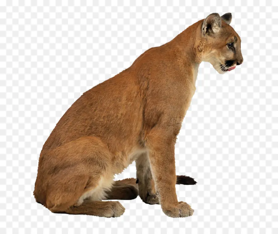 Cougar，Leopard PNG