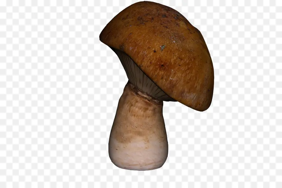 Pleurotus Eryngii，Cogumelo PNG