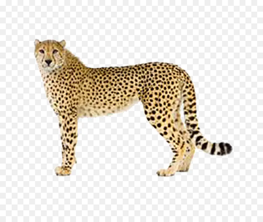 Cheetah，Felinae PNG