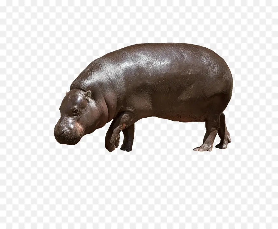 Hipopótamo，Hipopótamo Pigmeu PNG