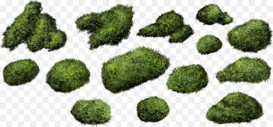 Arbusto，Moss PNG
