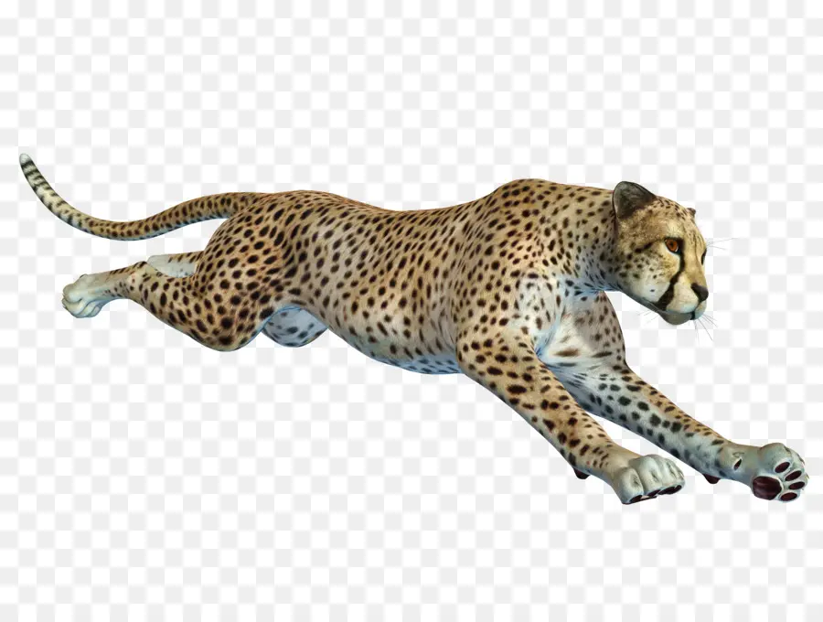 Cheetah，Africano Leopardo PNG