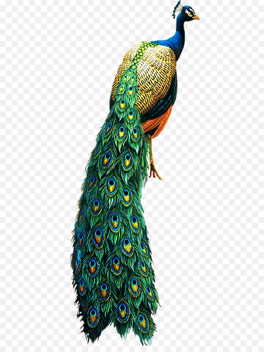 Peafowl，Asiática Peafowl PNG