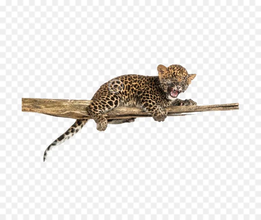 Leopard，Cão PNG