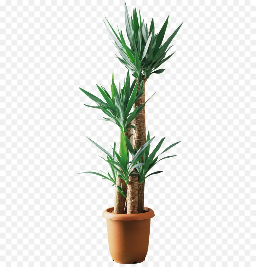 Yucca Filamentosa，Sorte De Bambu PNG