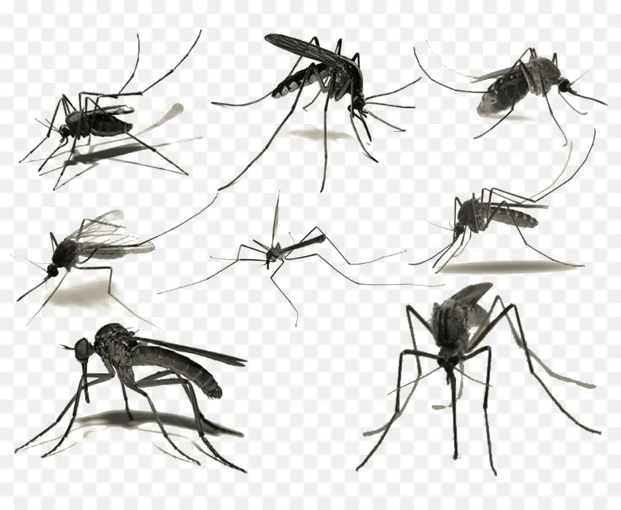 Mosquito，Escova PNG